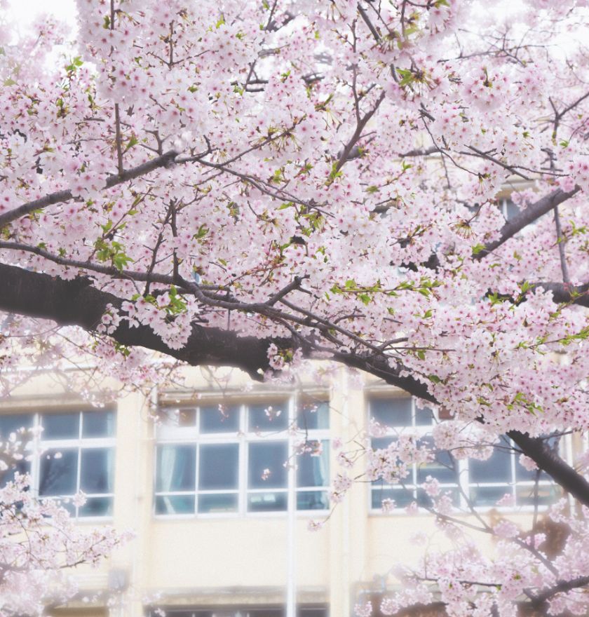 校庭の桜の写真